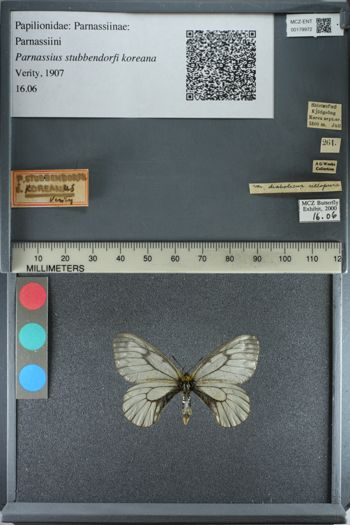 Media type: image;   Entomology 179972